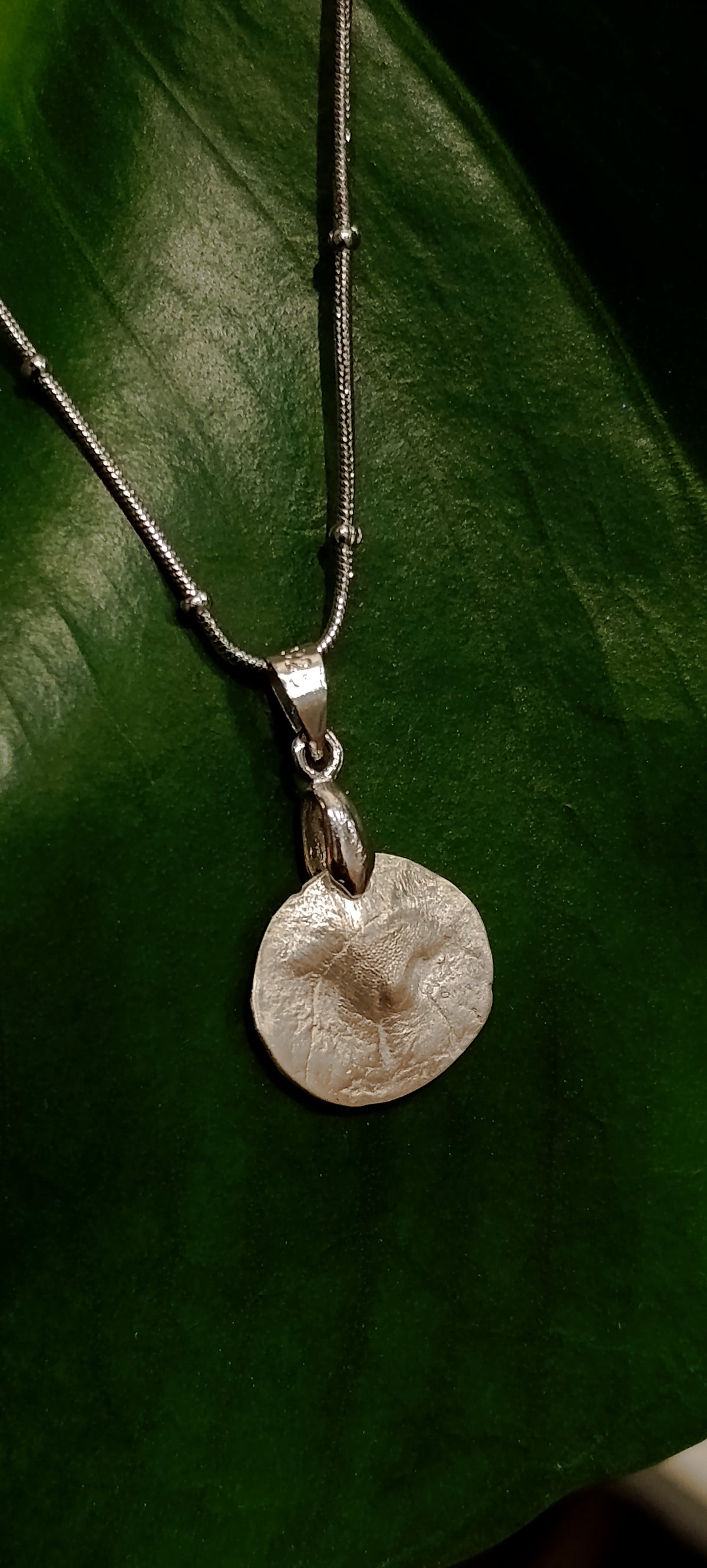 Huella animal en Plata